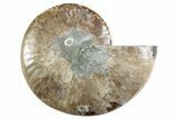 Cut & Polished Ammonite Fossil (Half) - Madagascar #364913-1